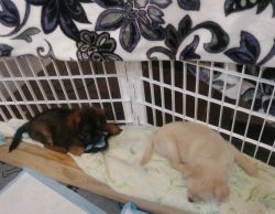 Sweet Adorable Puppies For Sale