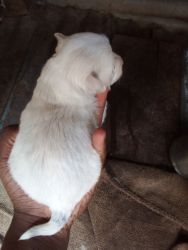 Male puppies available