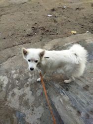 Pomeranian Dog white(Pet)