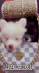 2 Gorgeous Pomeranians