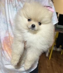 Puppy Pomeranian for sale