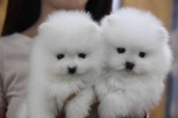 Male And Female Pomeranian Puppies xxx xxx-xxx5