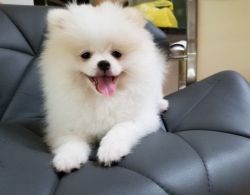 Healthy Pomeranian Puppies for sale
