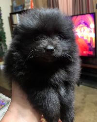 Cute Pomeranian B1