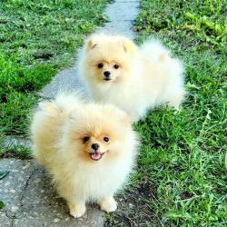 Cute Toy-Size Pomerania Puppies