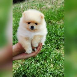 Pomerania mini toy Puppy for Adoption