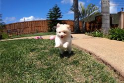 WOW!!! Adorable Pomerania Puppies For free Adoption