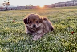 Pom Chi male pup