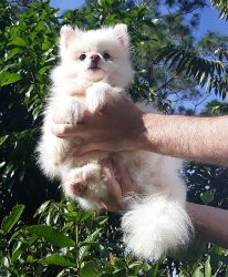 Handsome Ice White small Pomeranian Puppy Male