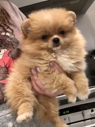 Purebred Pomeranian puppies available for CHRISTMAS