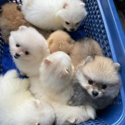 TeaCup Mini Pomeranian Puppies for sale in Californian USA [Dogs]
