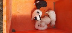 3 weeks old Pomeranian puppies