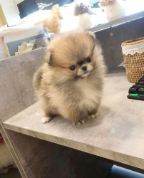 TeaCup Mini Pomeranian Puppies for Rehoming / Adoptions USA [Dogs]