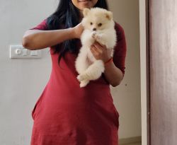 Toy Pom Cherry in search of new home