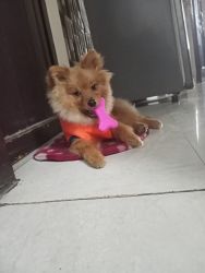 6 months old culture pom for sale