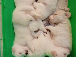 White fluffy Pomerian Puppies for sale