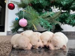 Five healthy Pomeranian puppies