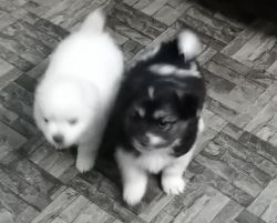 Cute puppies male and female