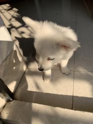 2 Month age Pomeranian dog sell