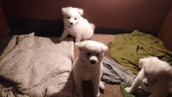 Cute and pure white puppies