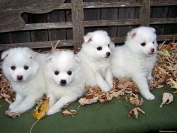 Pomeranian puppies for sale original breed