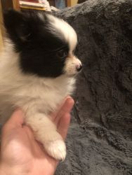 Snoopy 2 Month old Pomeranian Puppy