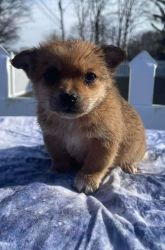 Pomeranian mix puppy for sale