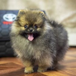 Beautiful Pomeranian for sale