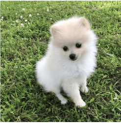 Pomeranian pups ready for their new homes