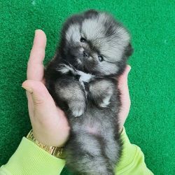 Stunning Pomeranian Puppy Available