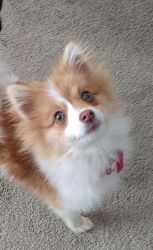 Pomeranian little girl needs new home.