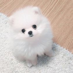 Adorable pomeranian puppies for rehoming