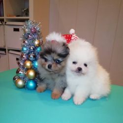 two pomeranian puppies ready