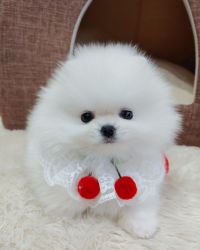 Adorable male and female Pomeranian puppy for a give away price
