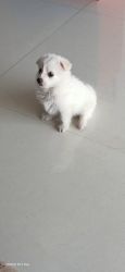 Snow puppy white colour male