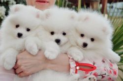 White Bear Face Miniature Pomeranian puppies available for purchase