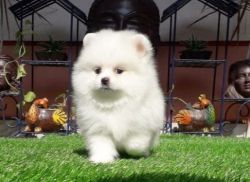 Toy Pom puppy for sell