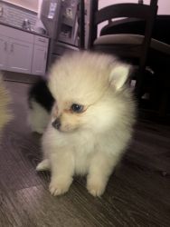 Pure breed Pomeranians for sale