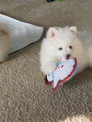 I have 3 girl pure breed Pomeranian puppies