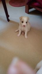 Puppies for sale and adoption
