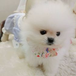 11 weeks old adorable male and female teacup Pomeranian puppy