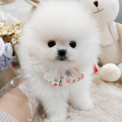 11 weeks old adorable male and female teacup Pomeranian puppy