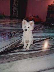 3 month old white pomerenian puppy for sale