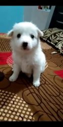 Pomeranian white for sale