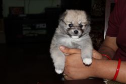 I want to sell puppy