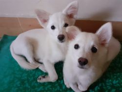 4 Months old pups for sale male and female
