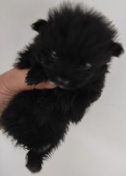 Pomerian black pups