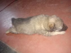 1 month Pomeranian puppies for sale