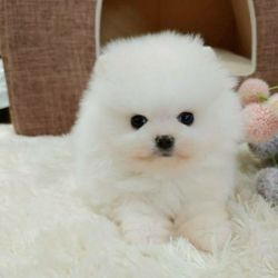 Gorgeous male and female Pomeranian puppy