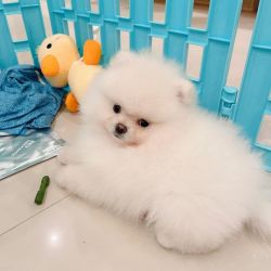 Gorgeous Male and female pomeranian puppy